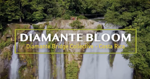 DBC Blooms! A Short Film