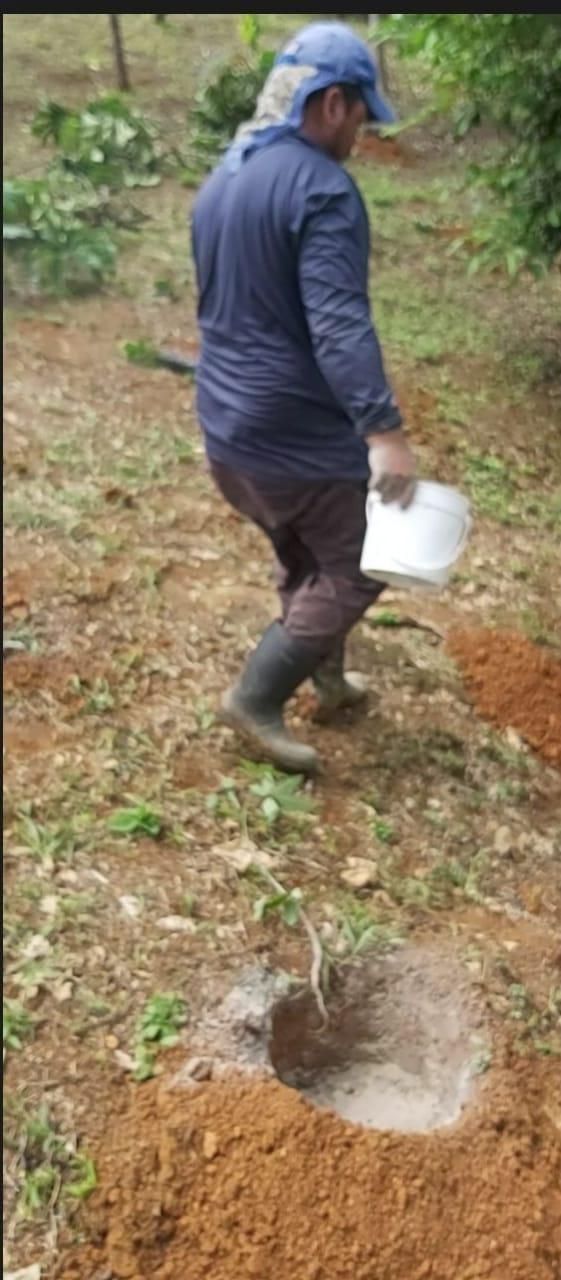 Composting With Chickens