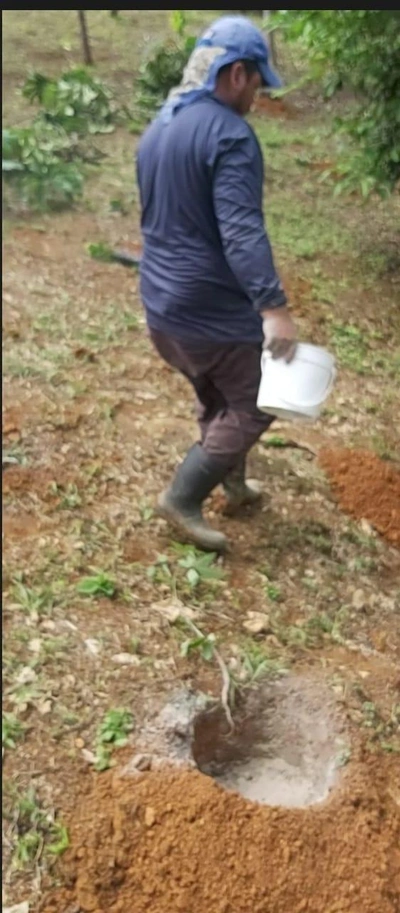 Composting With Chickens