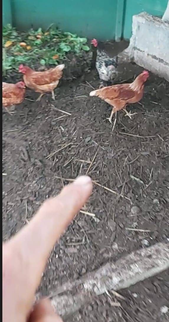 Chicken Compost Area Creation
