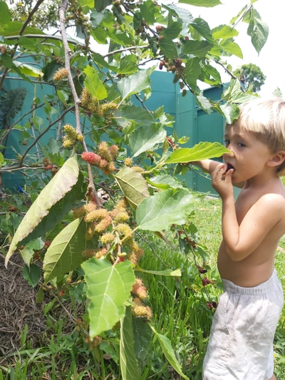 Permaculture Plant Walk At Diamanteluz