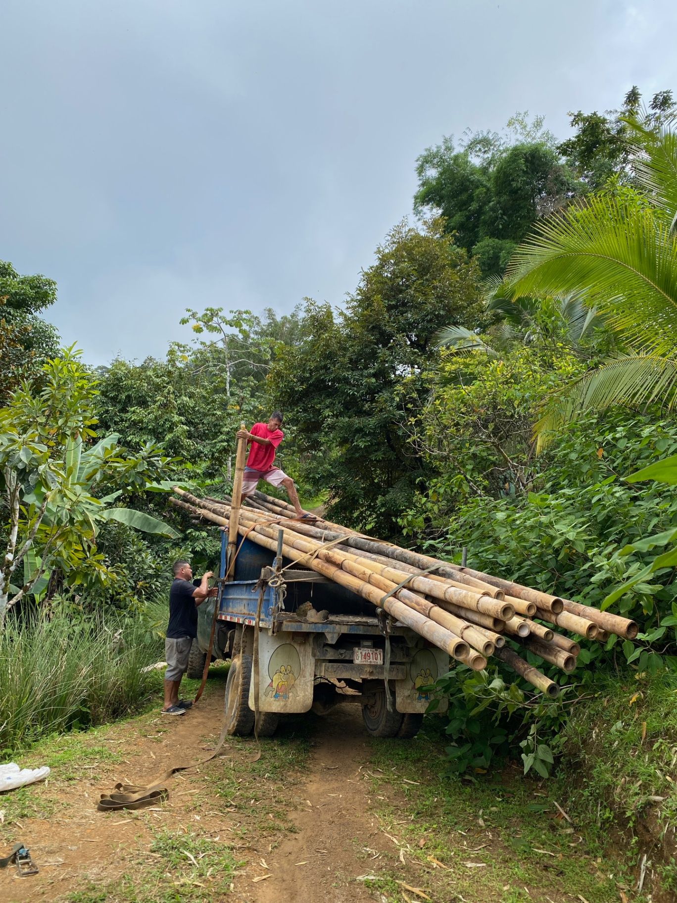 Coliazul Transportation Of Donated Bamboo