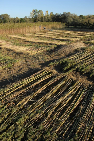 Kendir Hemp Harvest - A