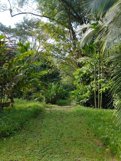 Home Farm Rainforest Rewilding & Restoration Project