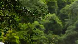 Bringing the Baru River restoration project to the local communities within the catchment