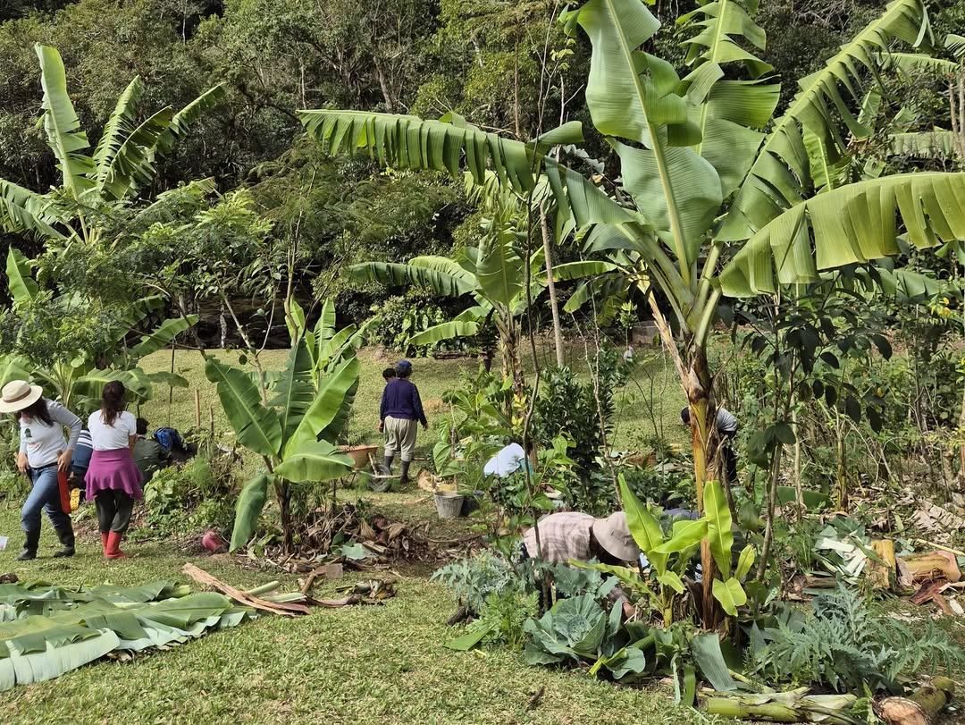 2nd Agroforestry Collective Effort at CSAA Jardim das Delícias  