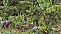 2nd Agroforestry Collective Effort at CSAA Jardim das Delícias