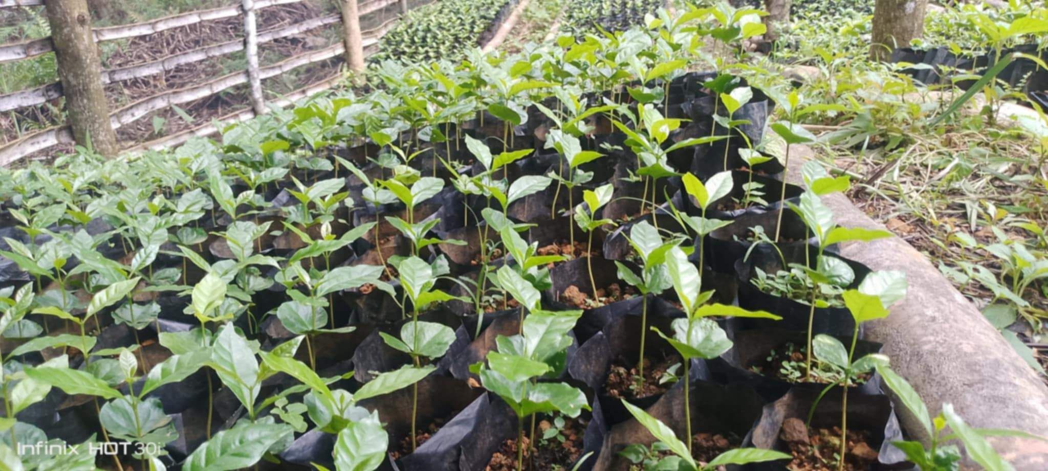 Featured image for Climate Coffee Works For Ecosystem Benefits (Climate Coffee-web)