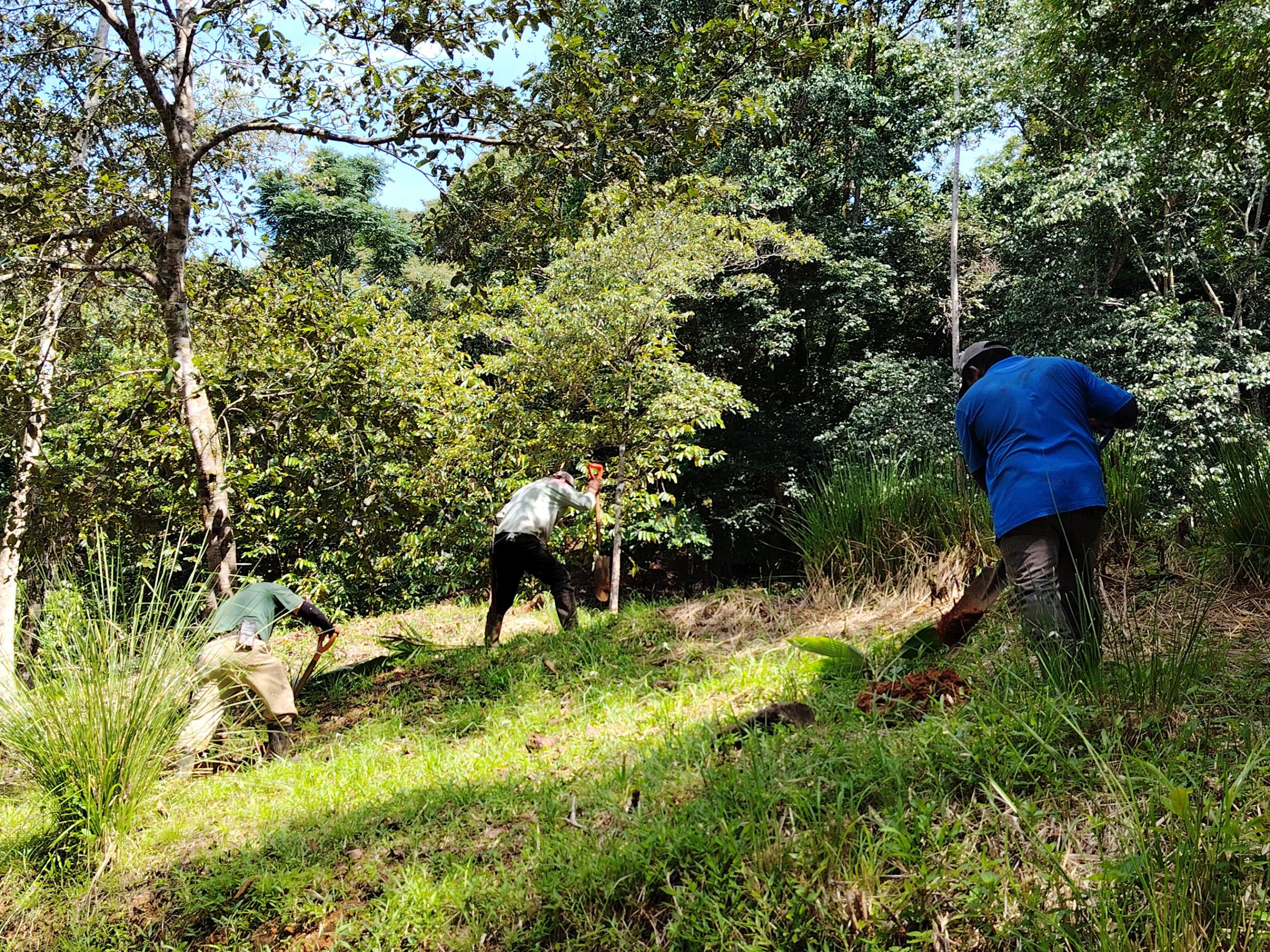 Food Foresting - Earth Care and People Care