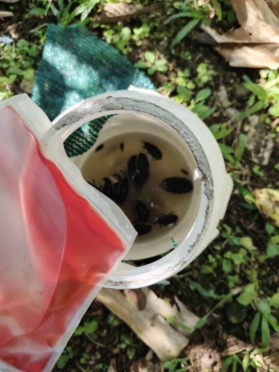 Restoring Balance Through Integrated Pest Management