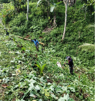 Ecological Reforestation